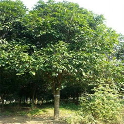 湘建园林苗木基地 精品与移栽的艺术，湖南苗木产业新标杆