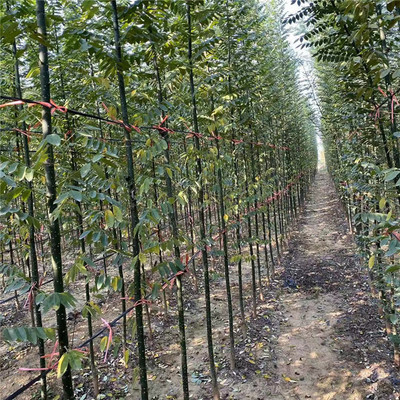 淑女国槐 苗圃直供的优雅之选与种植指南