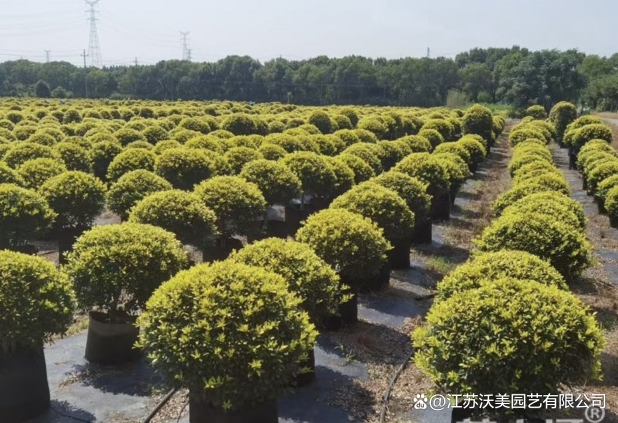 黄金枸骨 绿化苗木中的“黄金”选择，种植基地有量供应