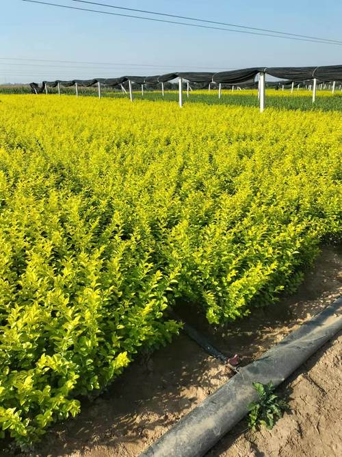 铜川金叶女贞苗木种植技术要点与市场前景
