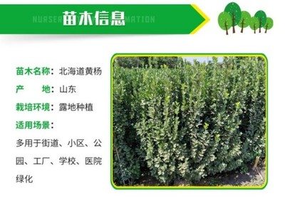 润景直立冬青与北海道黄杨 打造高端园林绿篱工程苗的优选品种