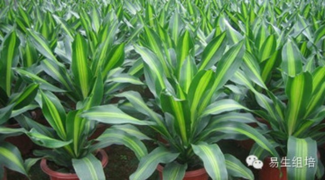 影响组织培养成本的因素分析 以种植苗木为例