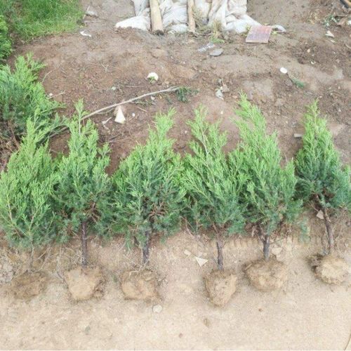 侧柏树苗种植全攻略 从选苗到养护，每一步都至关重要