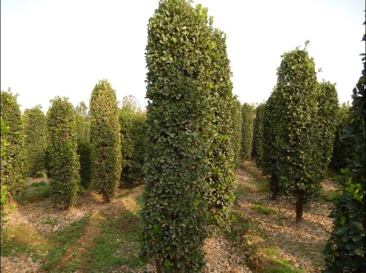 山东青州北海道黄杨柱苗木种植基地 优质绿化苗木的首选