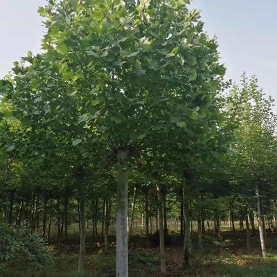济宁市任城区圣润苗木种植基地 速生法桐、带帽法桐与法桐小苗批发全解析