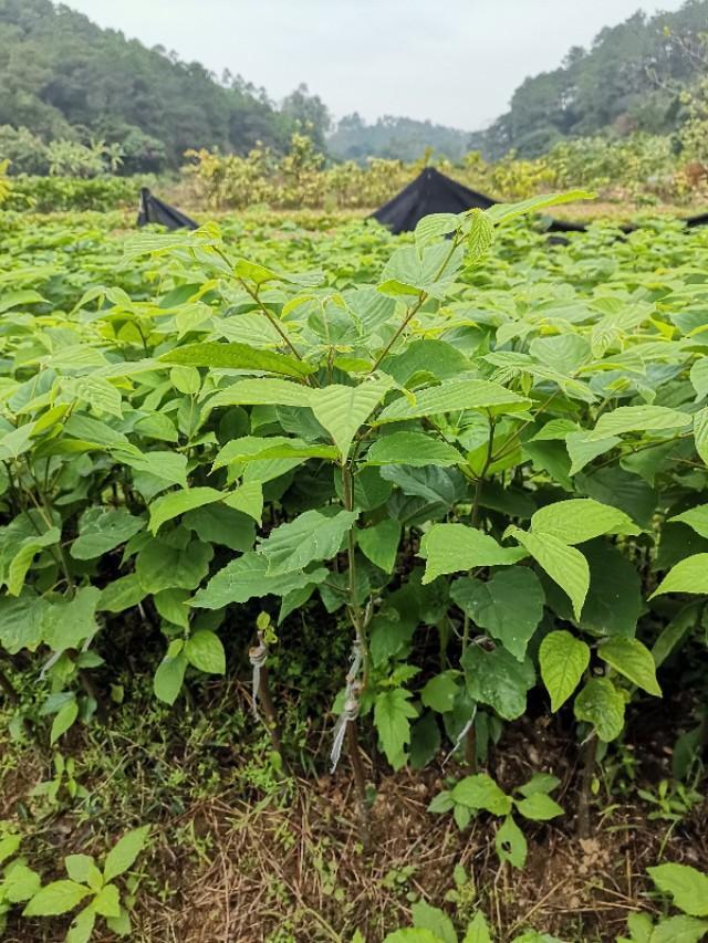 果树苗木种植技术交流指导 从选苗到定植的全程解析